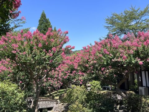 自然と人とのふれあいの里で夏を満喫！　『サルスベリ』の花も見頃を迎えています！