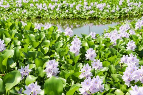 埼玉県加須市・休耕田を埋め尽くす薄紫色の絶景！『ホテイアオイ』というお花をご存じでしょうか！？