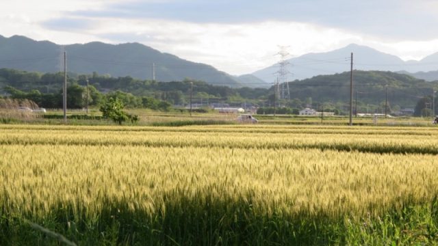 田舎の風景