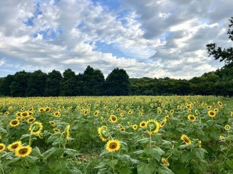 【千葉県佐倉市】約5万本のひまわりが今見ごろ！夏の絶景を歩く