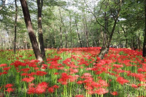 埼玉県が誇る秋の絶景！日高市『巾着田の曼珠沙華公園』と周辺のゴハン事情をご紹介！