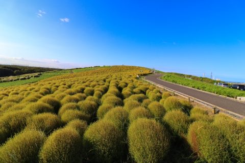 茨城県ひたちなか市・9月の『ひたち海浜公園』はメルヘンな緑色の世界！