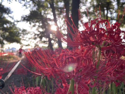 【群馬県伊勢崎市】隠れた名所！『早川淵彼岸花の里公園』。秋の彼岸花は今年も素晴らしかった！