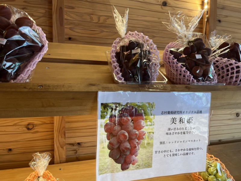 美和姫　