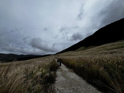 【神奈川県 仙石原】ラリック美術館と仙石原のすすき野原と