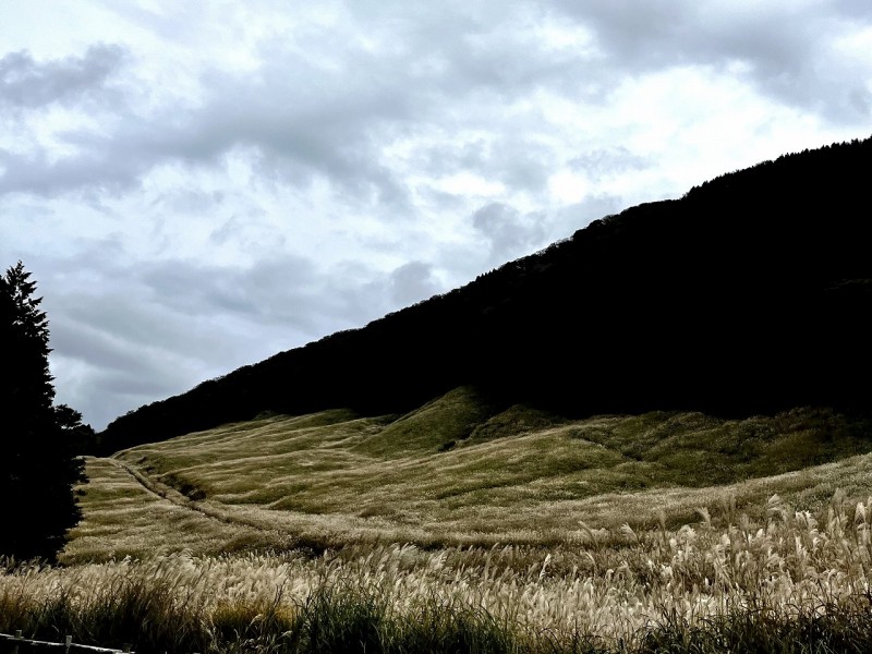 山焼きで保たれてるすすき