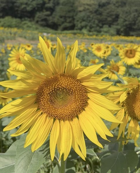 秋なのに？　見頃を迎えた夏の花『ひまわり』の美しさと旧石器時代の人々の暮らしに感動した【群馬県みどり市】