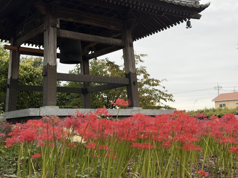 風に揺れる彼岸花