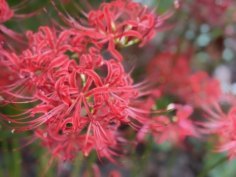 【群馬県太田市】彼岸花の名所「常楽寺」で見る幻想的な景色