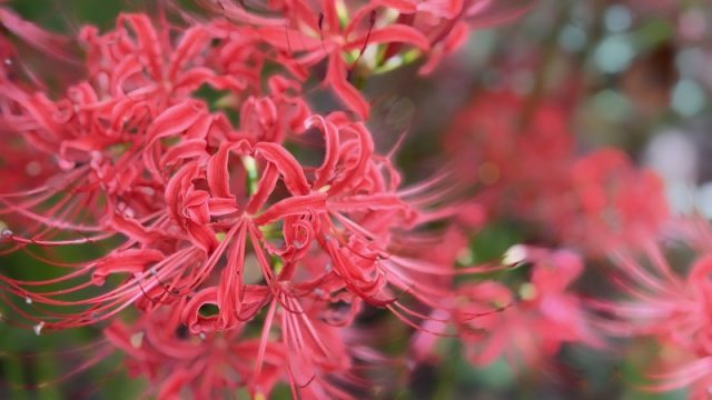 彼岸花を近くから