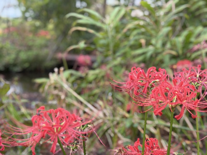 池の周りに咲く彼岸花