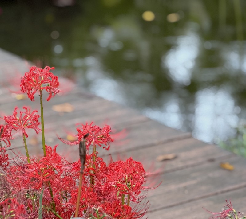 池のほとりの彼岸花