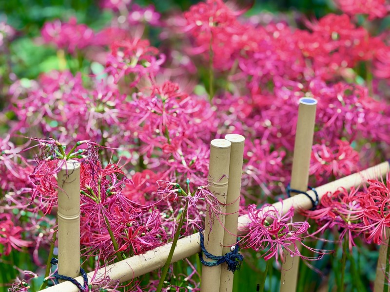 竹垣に咲く彼岸花
