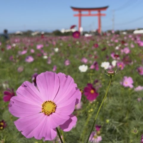 約1,000万本のコスモスが咲く花の名所【群馬県伊勢崎市】、小泉稲荷神社とともに美しい景色を散策してきました!