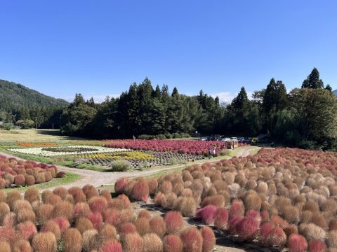 約６,５００株のコキアが真っ赤に色づく【群馬県利根郡】みなかみ町にある山間の『伊賀野の花畑』へ！