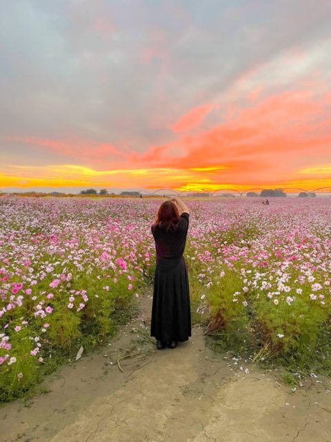 ◆埼玉県鴻巣市◆アニメの世界のような絶景コスモス畑『吹上コスモス畑』へ!