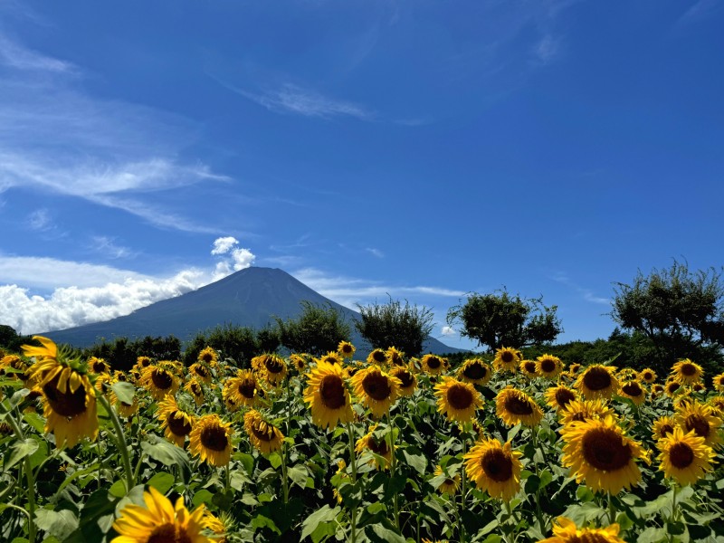 花の都公園　ひまわり