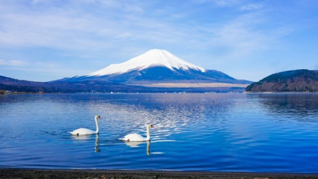 白鳥と富士山