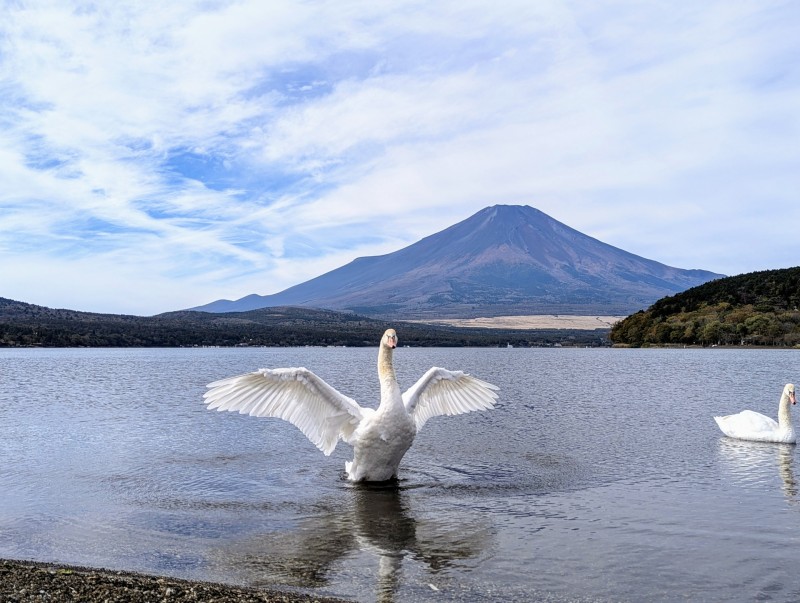 白鳥と富士山