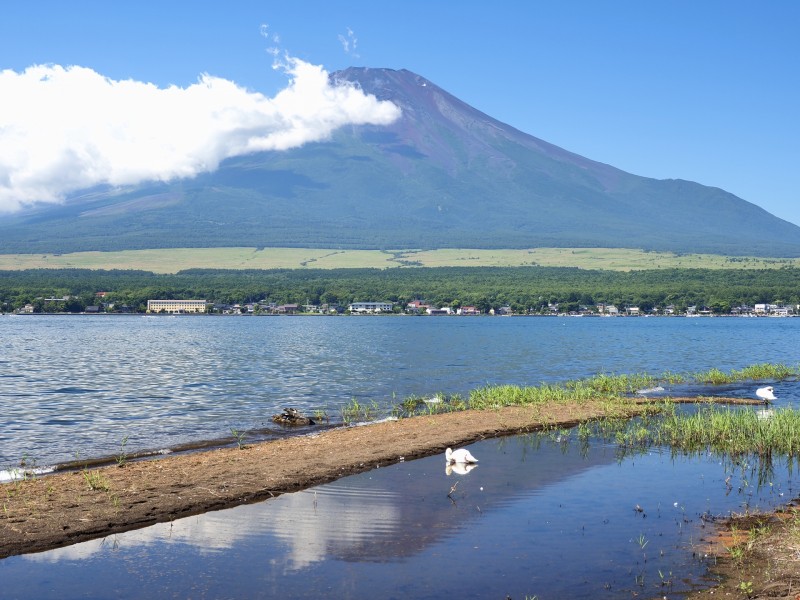 白鳥と富士山