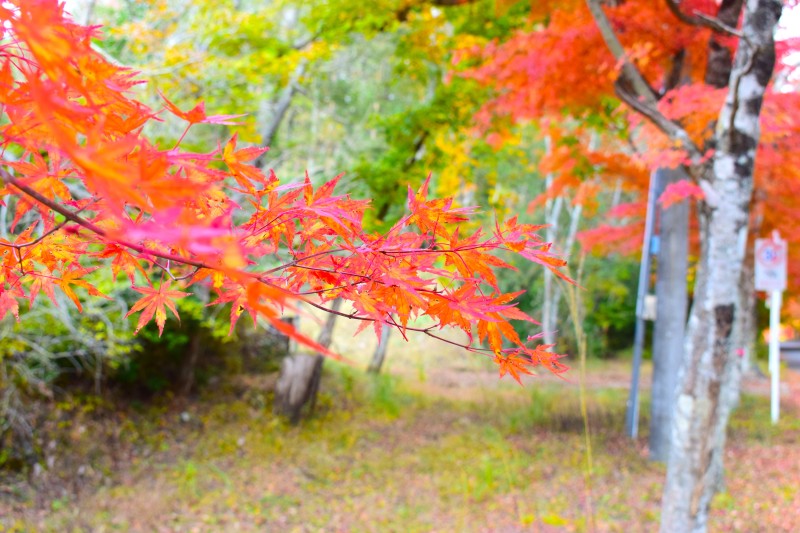 紅葉,富士山,別荘,冬