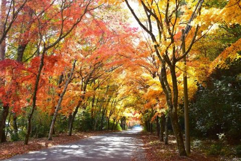 【富士五湖周辺】別荘地の気候や日々の生活について〜冬編
