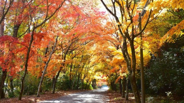 紅葉,富士山,別荘,冬