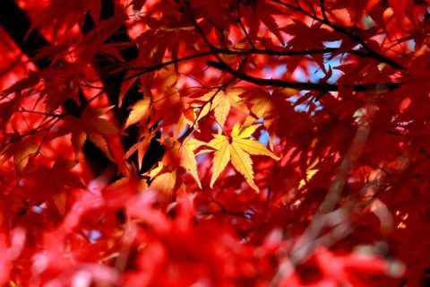 一度は訪れたい長野県の名所「箕輪町もみじ湖」|四季のまんなかで暮らす移住生活