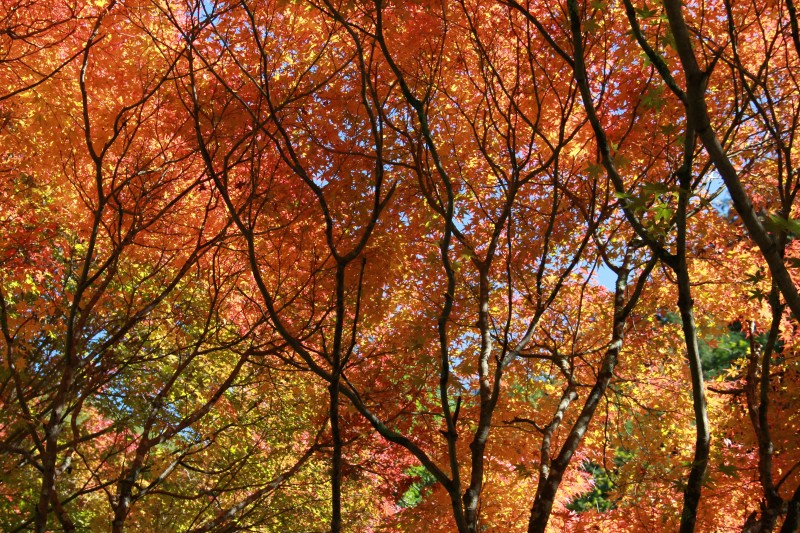 もみじのトンネル