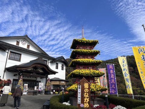 渡良瀬渓谷の美しい紅葉と鮮やかな菊の花を楽しめる【群馬県みどり市】人気スポットで秋を楽しむ♪