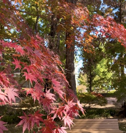 徳川家発祥の地【群馬県太田市】太平記の里で見る「殿様の猫絵」と「歴史」と「紅葉」