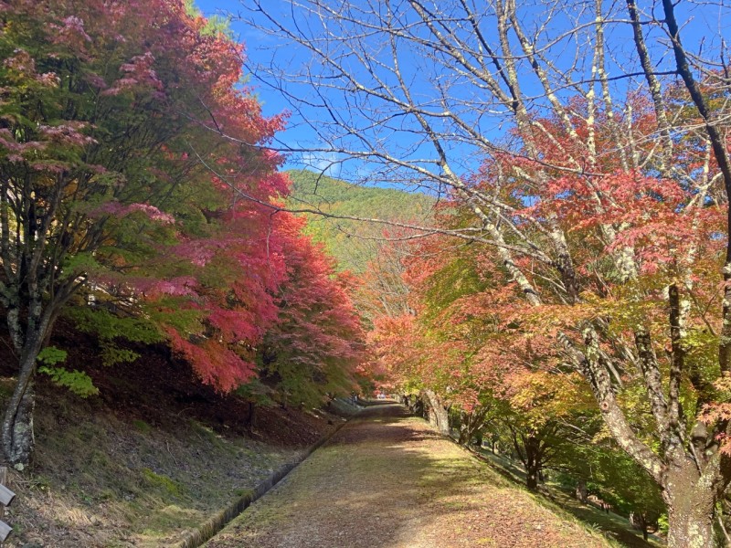 もみじのトンネル