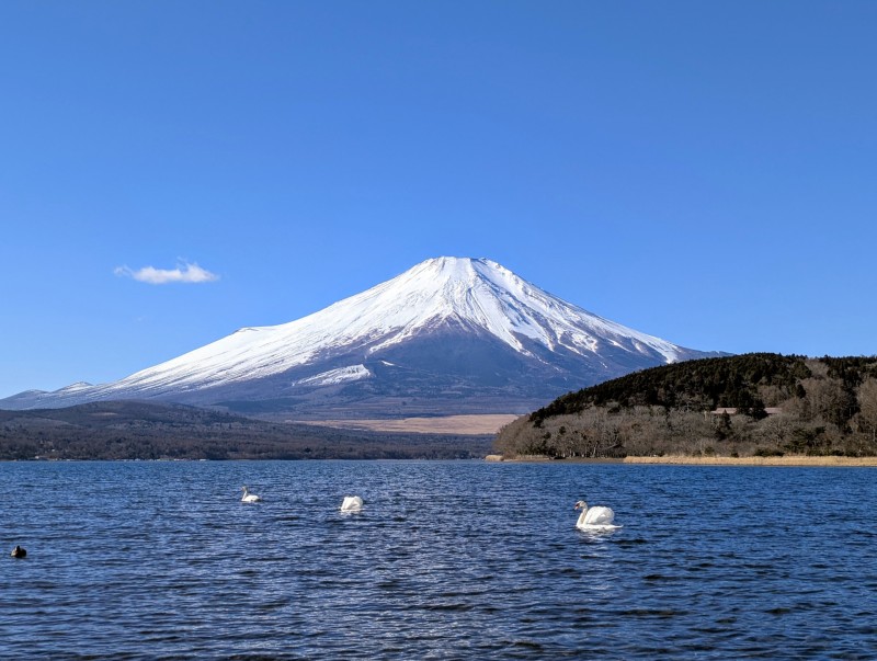 白鳥と富士山