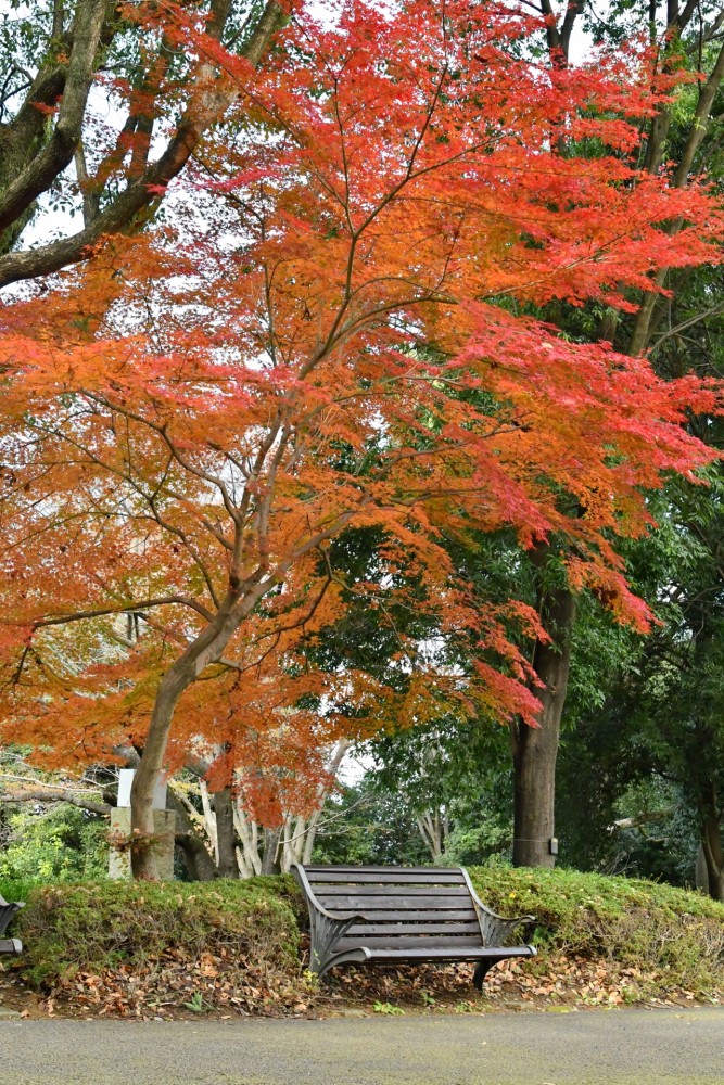 富士散策公園 秋