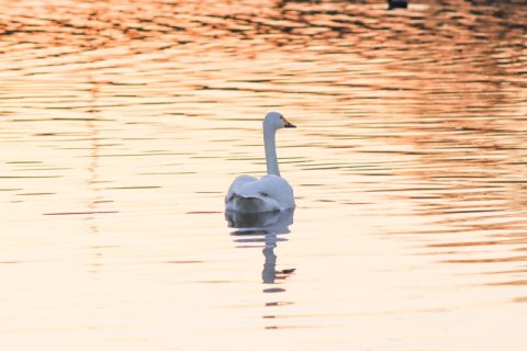◆埼玉県川島町◆『越辺川の白鳥飛来地』でコハクチョウたちに会ってきました！
