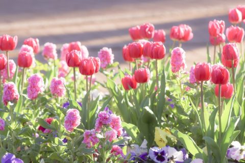 ◆千葉県船橋市◆アイスチューリップが見頃を迎えている『ふなばしアンデルセン公園』へ♪