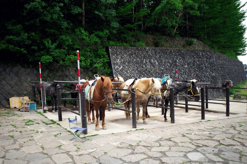 五合目で待機する馬