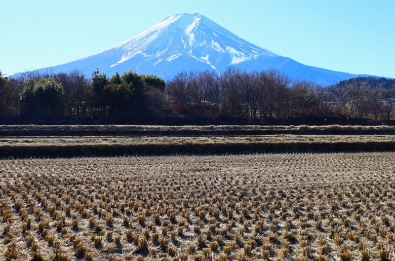 富士吉田農村公園の富士山と田んぼの風景