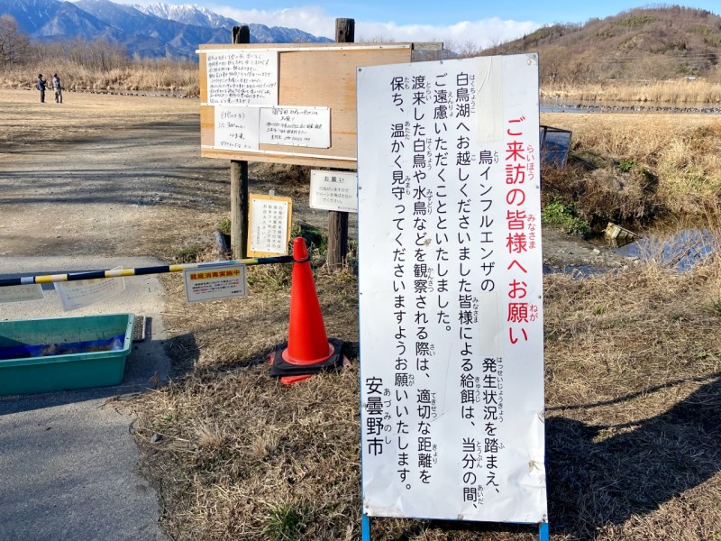 御宝田遊水池で白鳥を楽しむ