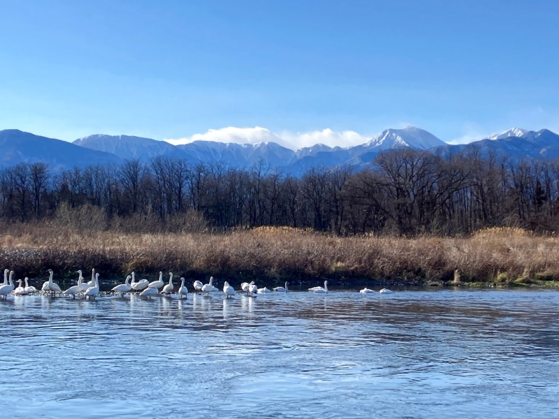 白鳥と北アルプスの絶景