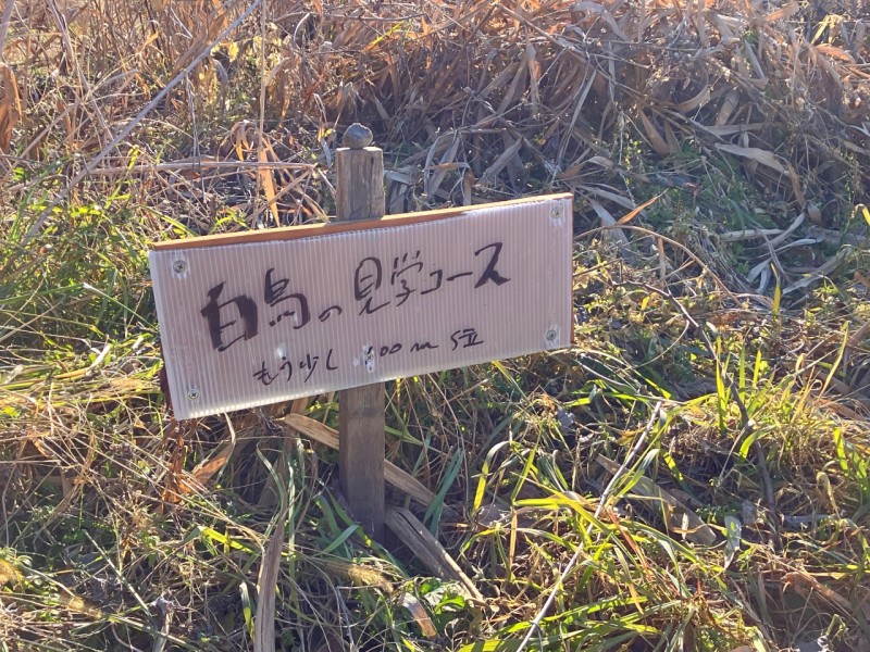 白鳥見学コース