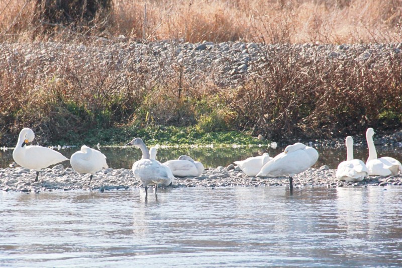 犀川の白鳥