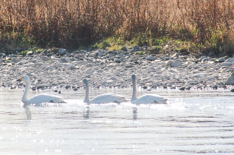 泳ぎ出す白鳥たち