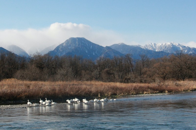 北アルプスと白鳥