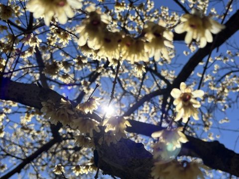 「日本さくら名所１００選」に選定されている【群馬県藤岡市】を代表する観光地で、見頃を迎えているロウバイの花を見てきました！