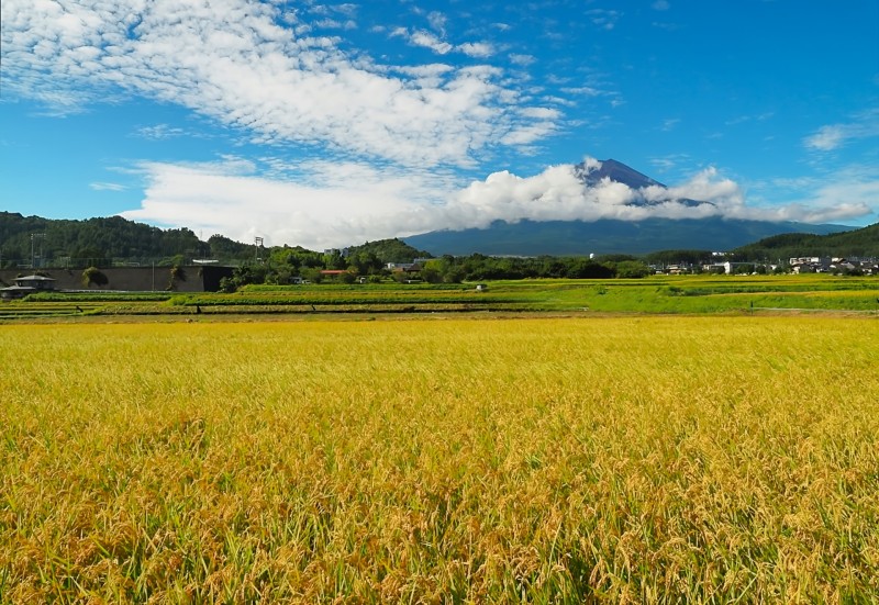 黄金色の田園風景