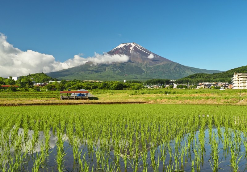 初夏の田園風景