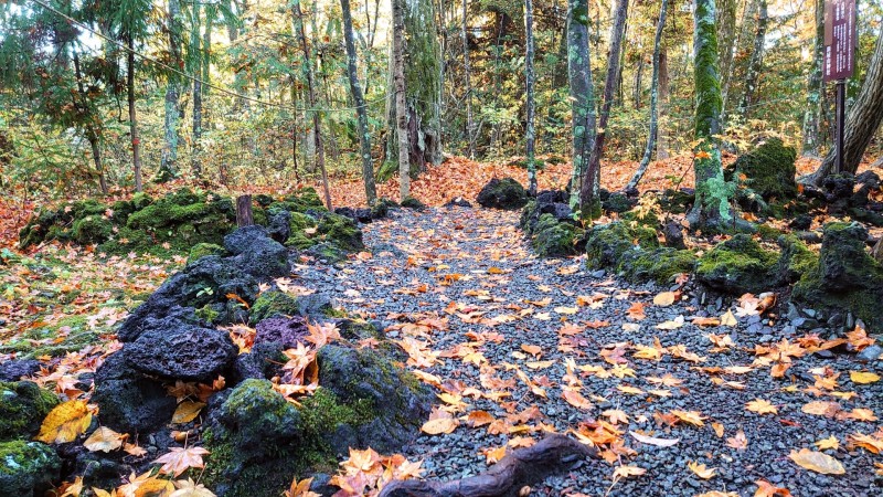 林の中の小道 新屋山神社