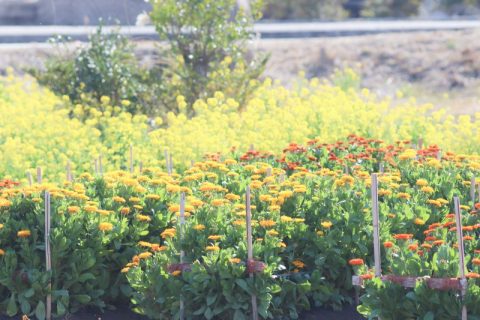 ◆千葉県南房総市◆海・グルメ・ショッピング・お花摘み！お楽しみが盛りだくさんの『道の駅 ちくら・潮風王国』へ