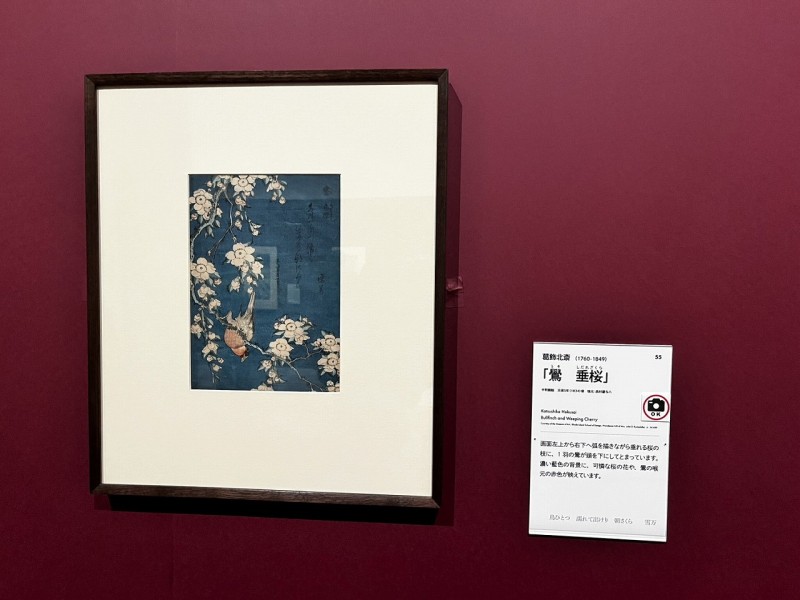 北斎　鷽　枝垂れ桜